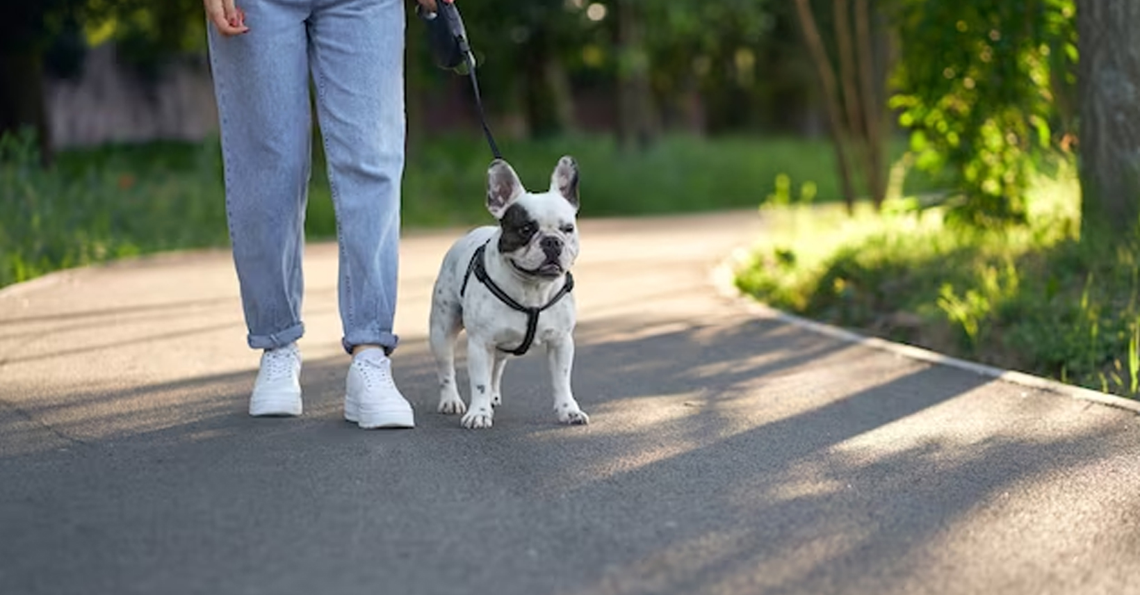 From Blood Clotting to Comforting: The Healing Powers of Pets for Hemophilia Patients